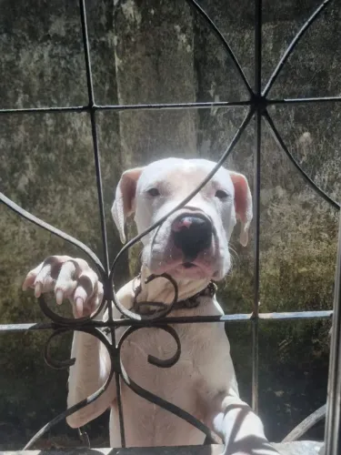 vende se dogo argentino