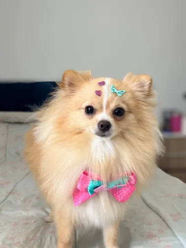 Spitz alemão fêmea