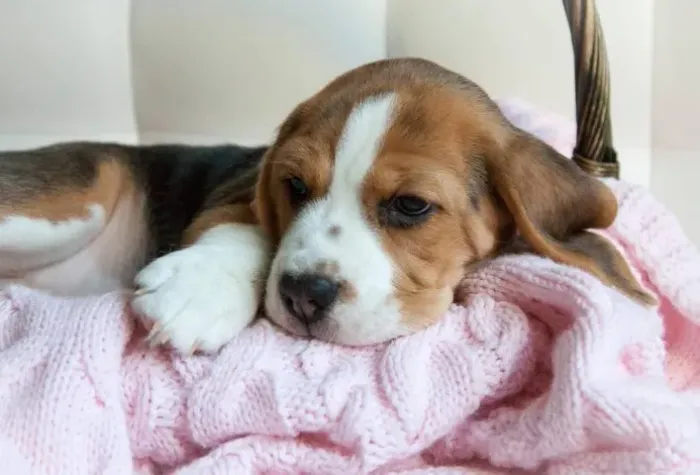 ?Filhotes de Beagle à venda - aproveite?