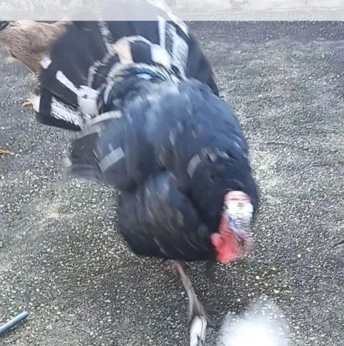 Vendo peru macho 150 reais