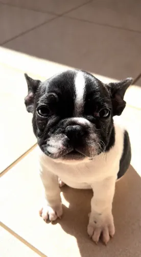 Buldogue francês filhotes 