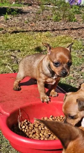 Pinscher macho !