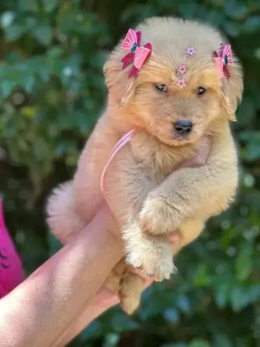 Golden Retriever O toque de alegria que faltava no seu lar