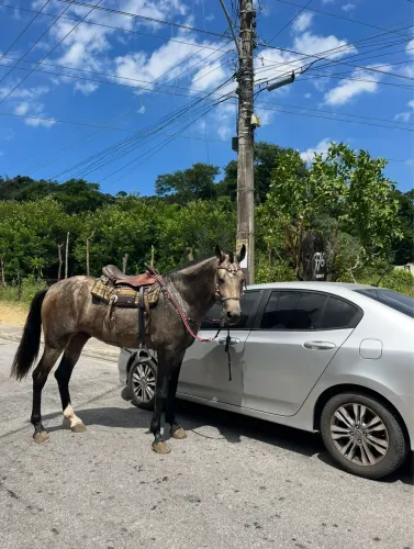 Cavalo Manga larga 
