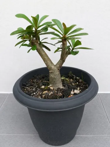 Rosa do Deserto