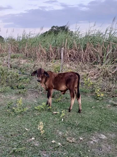 Vendo bezerro