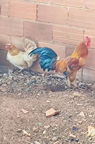 Garnisé Ovos ou Pintinhos