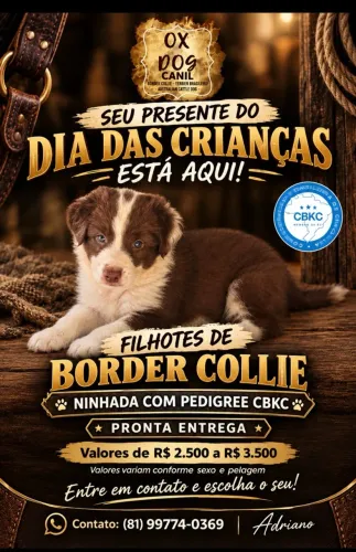 Border collie com pedigree CBKC - filhote puro