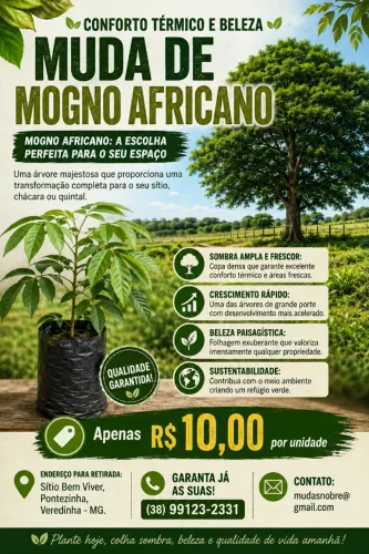 Mudas de Mogno Africano (Entrega em Veredinha e Turmalina)