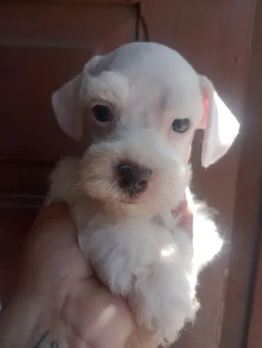 Schnauzer Miniatura macho 