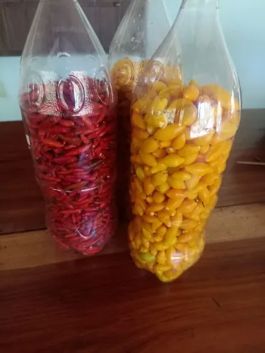 Pimentas na pet 