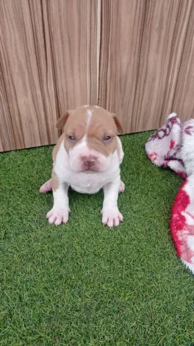 American Pit Bull Terrier Macho 
