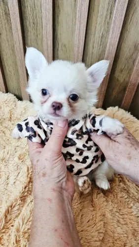 Lindos Filhotes de Chihuahua Disponíveis!