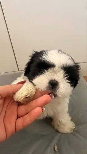 Shitzu mini mil reais