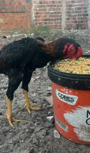 FRANGO ÍNDIO BICO CURTO ASIL