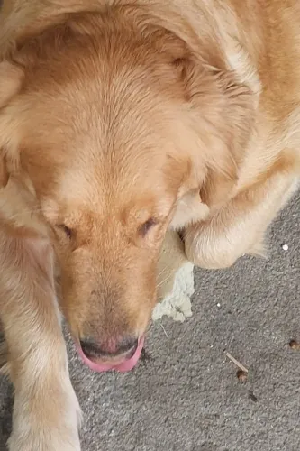 Golden a venda 3 anos  idade  só Rio grande do sul