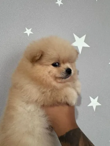 Lulu da Pomerânia Anão