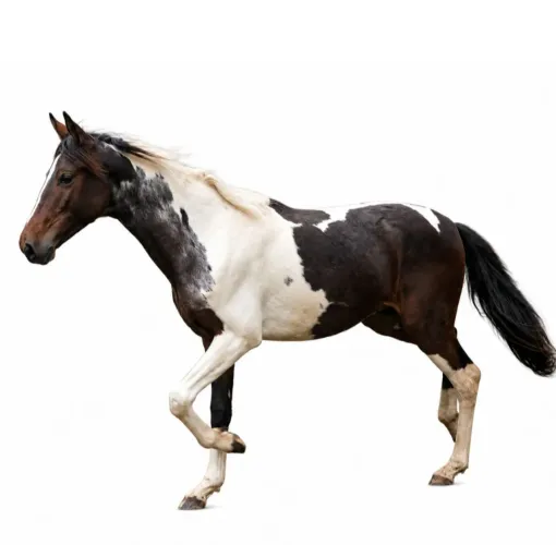 Cavalo Marcha Picada Mangalarga Marchador