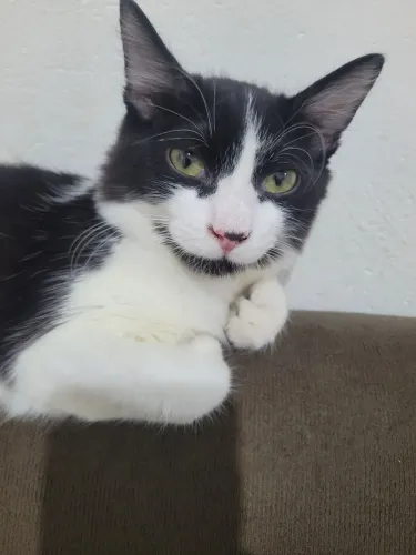 Doação gato