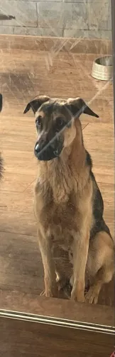 Cachorro macho para doação 
