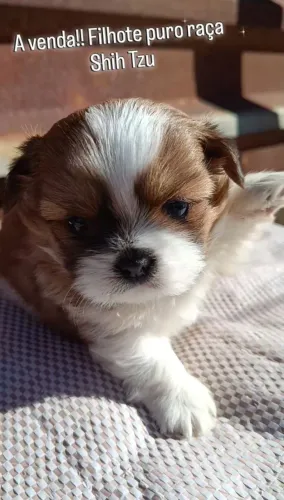 Filhote Shih tzu pedigree macho!!! Raça pura