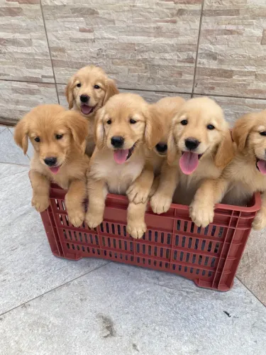 Golden fêmeas e machos pedigree puros