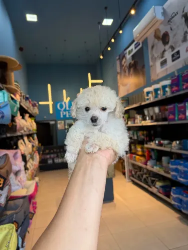 Poodle Toy macho