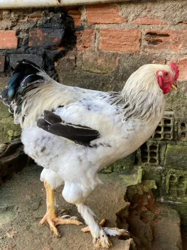 Frango GSB