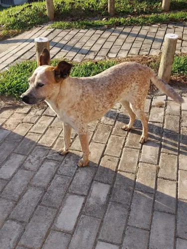 Cadela Red Heeler