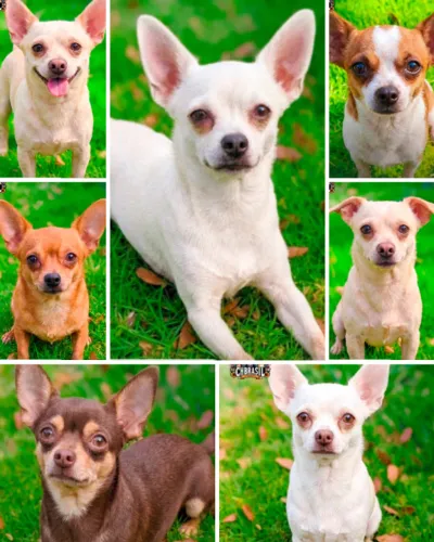 Chihuahuas Macho Disponível