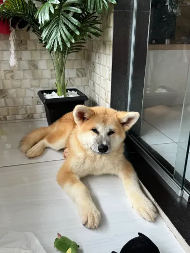 Filhote Akita Inu- fêmea (3 meses) 