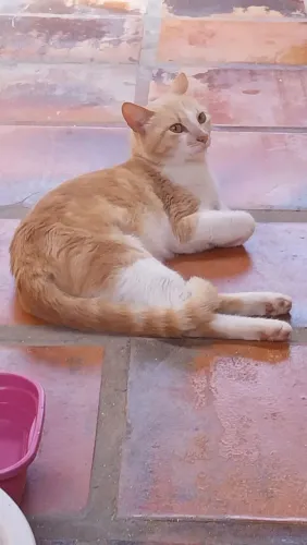 Adoção Responsável 