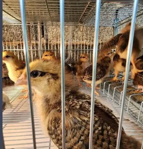 Pintainhas Embrapa 051 com 30 dias