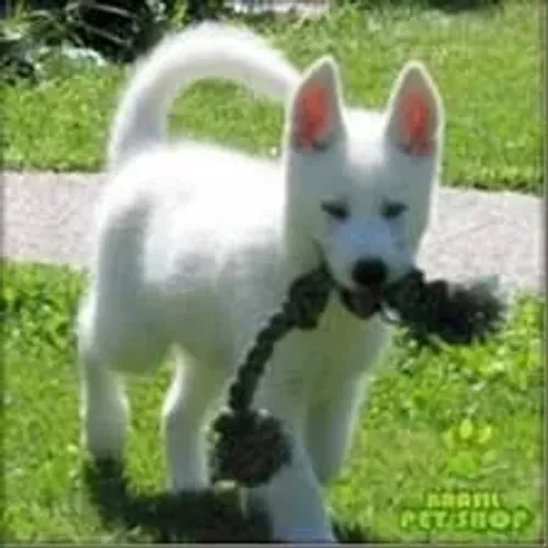 Filhote Husky Siberiano - Branco com corda preta