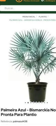 Vendo palmeiras: Real, Imperial,  Leque, Azul, Areca Bambu, Rabo de Raposa