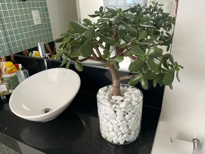 bonsai planta de Jade