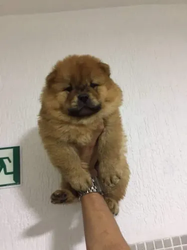Chow Chow Pacelamento sem juros no cartão.