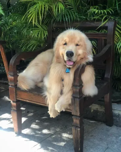 Golden Retriever - Filhote coleira de osso azul