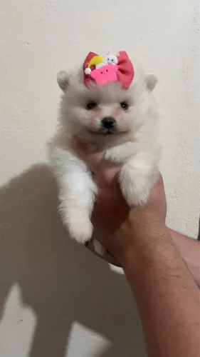 lulu fêmea branca vacinada com vermifugacao completa 