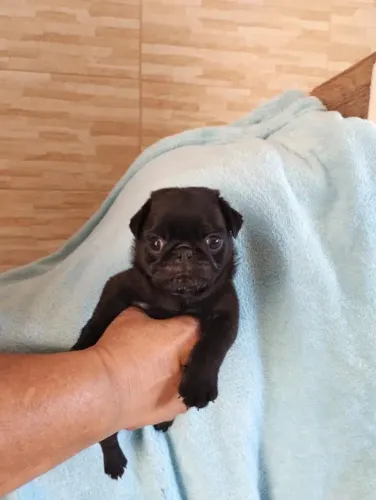 Filhote Pug, Filhotes prontos para espalhar amor e alegria!