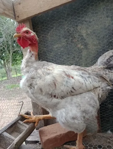 Frango pescoço pelado pedrês
