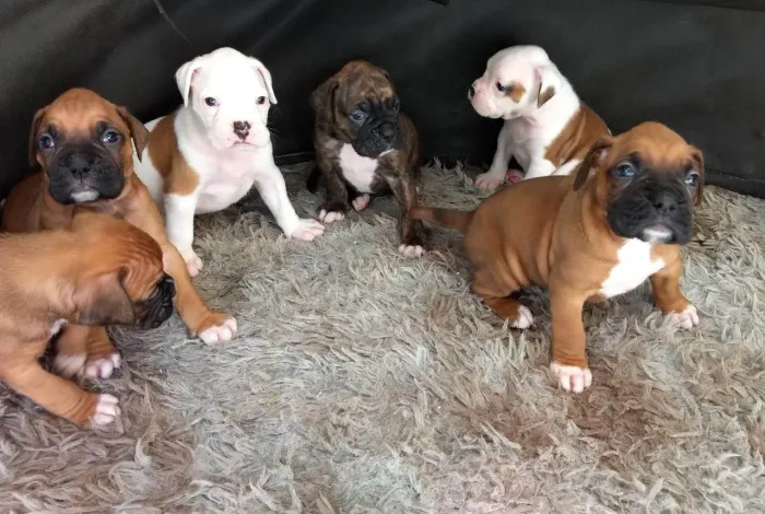 Boxer machos e fêmea
