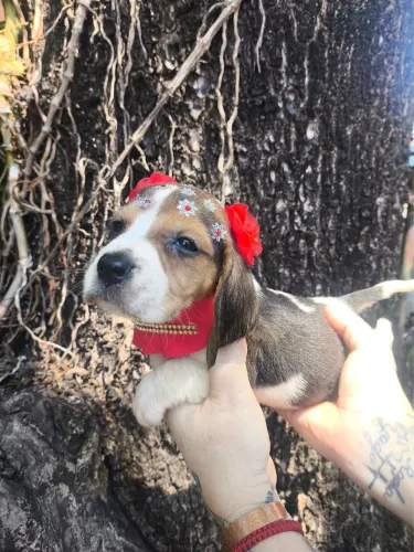Beagle brincalhões ama a criançada