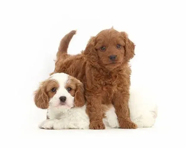 cocker temos ja para agora e tambem reserva machos com valor melhor 