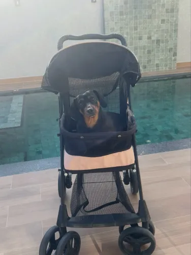 Carrinho galzerano para pet