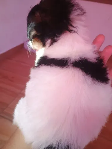 Disponível 2 macho e uma fêmea