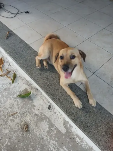 Cachorrinho Macho para Adoção 