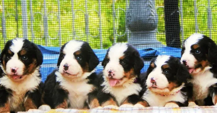 Bernese Mountain Dog,Bernese Mountain Dog Filhote Pronto Para Novo Lar
