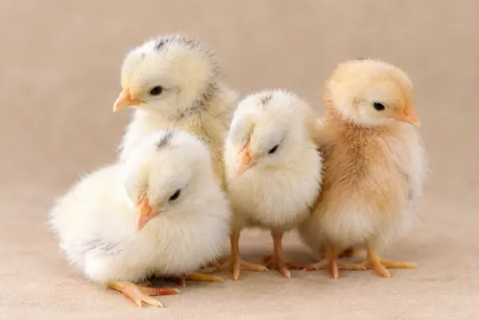 Pintinhos Serama Legítimos - Criados com Muito Amor e Nutrição Premium ?