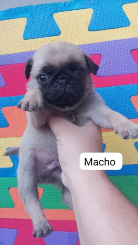 Pug 